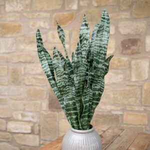 EUROPALMS Bogenhanf (EVA), künstlich, grün, 60cm