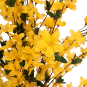 EUROPALMS Forsythienbaum mit 3 Stämmen, Kunstpflanze, gelb, 120cm